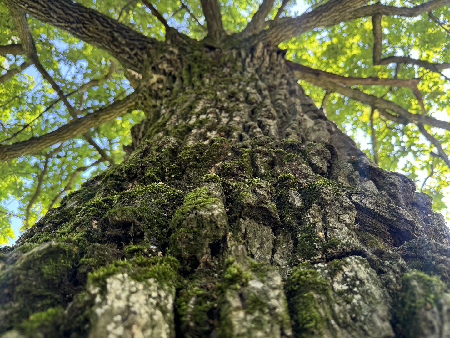 дуб волконских,  ленинский городской округ, усадьба суханово, конкурс дерево года - 2025, топ 10,