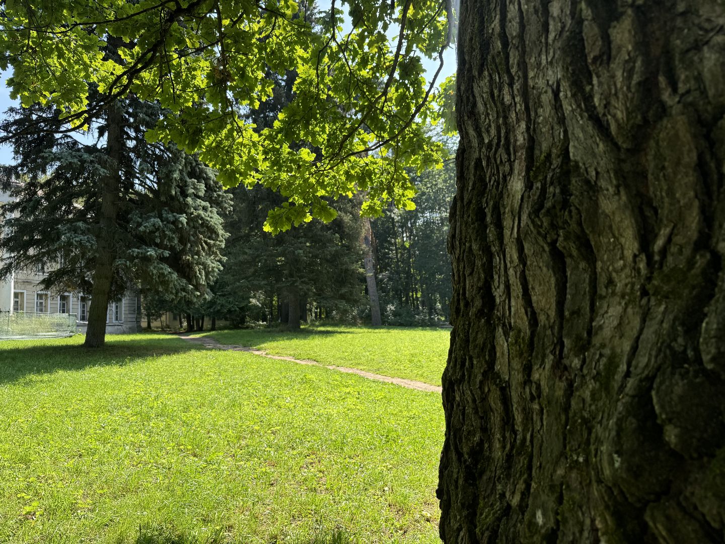 дуб волконских,  ленинский городской округ, усадьба суханово, конкурс дерево года - 2025, топ 10,
