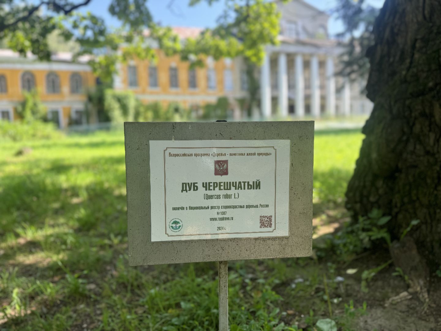 дуб волконских,  ленинский городской округ, усадьба суханово, конкурс дерево года - 2025, топ 10,