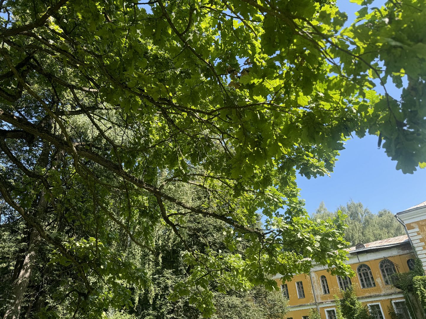 дуб волконских,  ленинский городской округ, усадьба суханово, конкурс дерево года - 2025, топ 10,