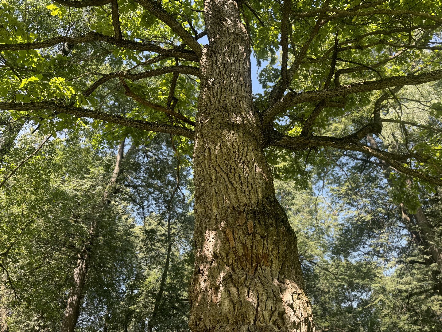 дуб волконских,  ленинский городской округ, усадьба суханово, конкурс дерево года - 2025, топ 10,