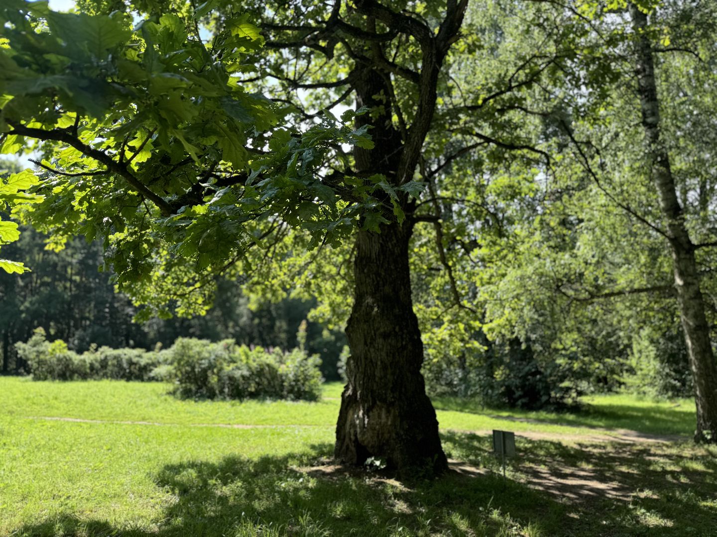 дуб волконских,  ленинский городской округ, усадьба суханово, конкурс дерево года - 2025, топ 10,