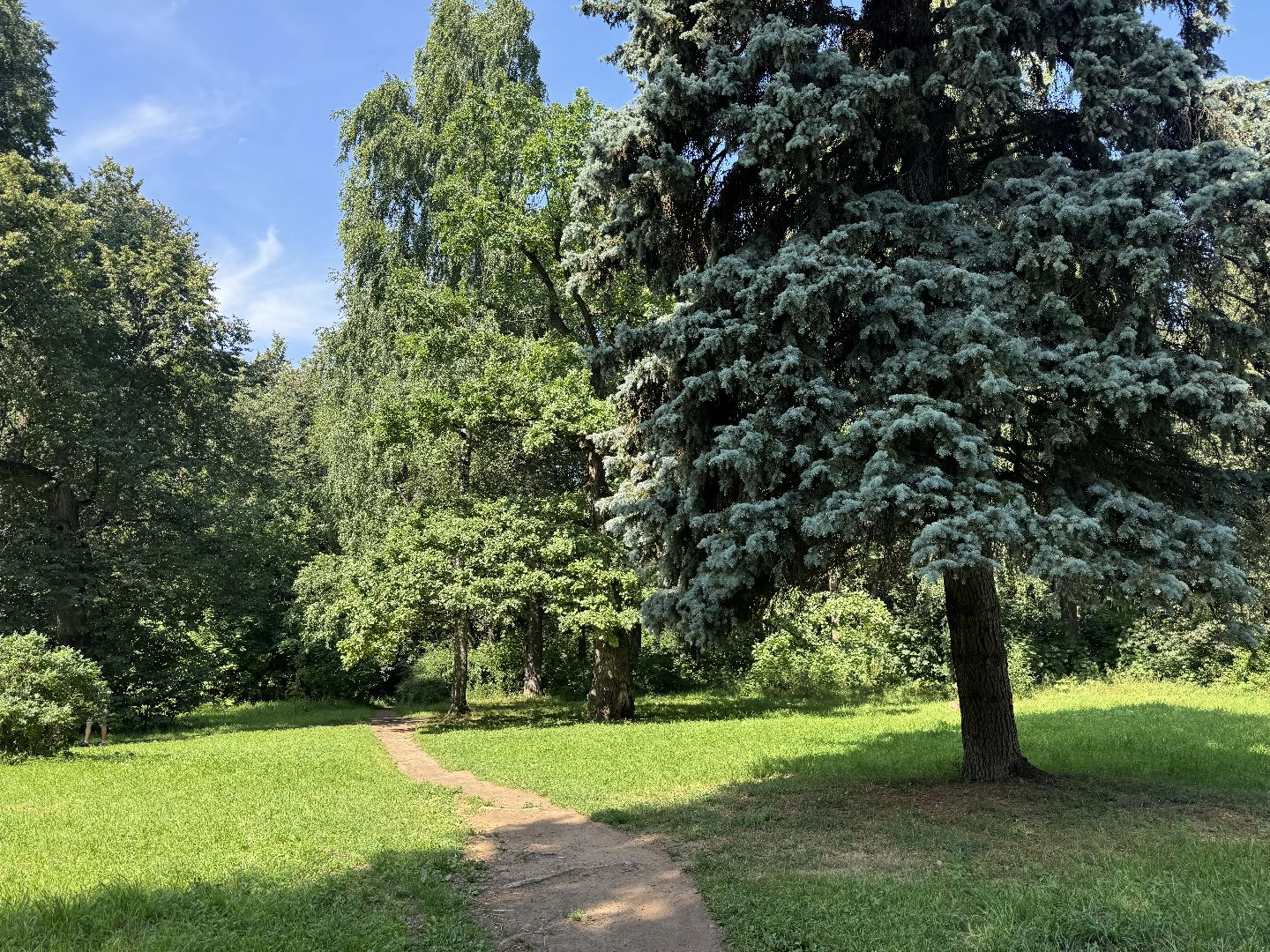 дуб волконских,  ленинский городской округ, усадьба суханово, конкурс дерево года - 2025, топ 10,