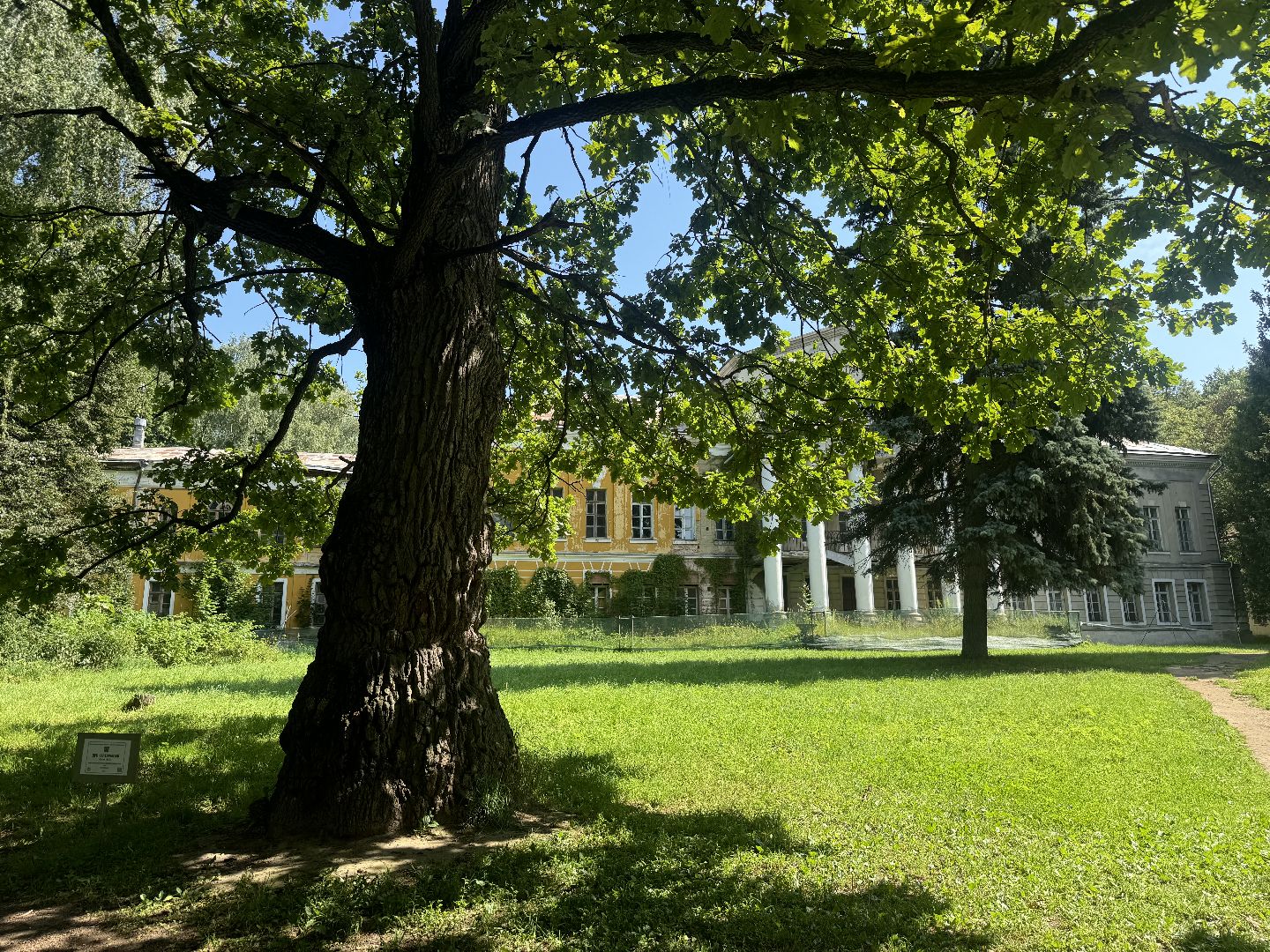 дуб волконских,  ленинский городской округ, усадьба суханово, конкурс дерево года - 2025, топ 10,