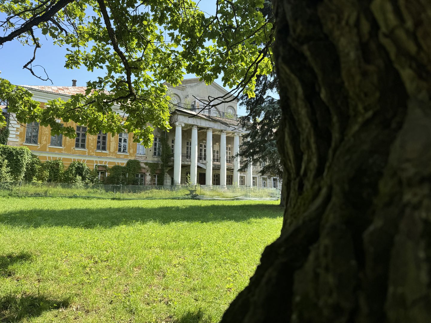 дуб волконских,  ленинский городской округ, усадьба суханово, конкурс дерево года - 2025, топ 10,