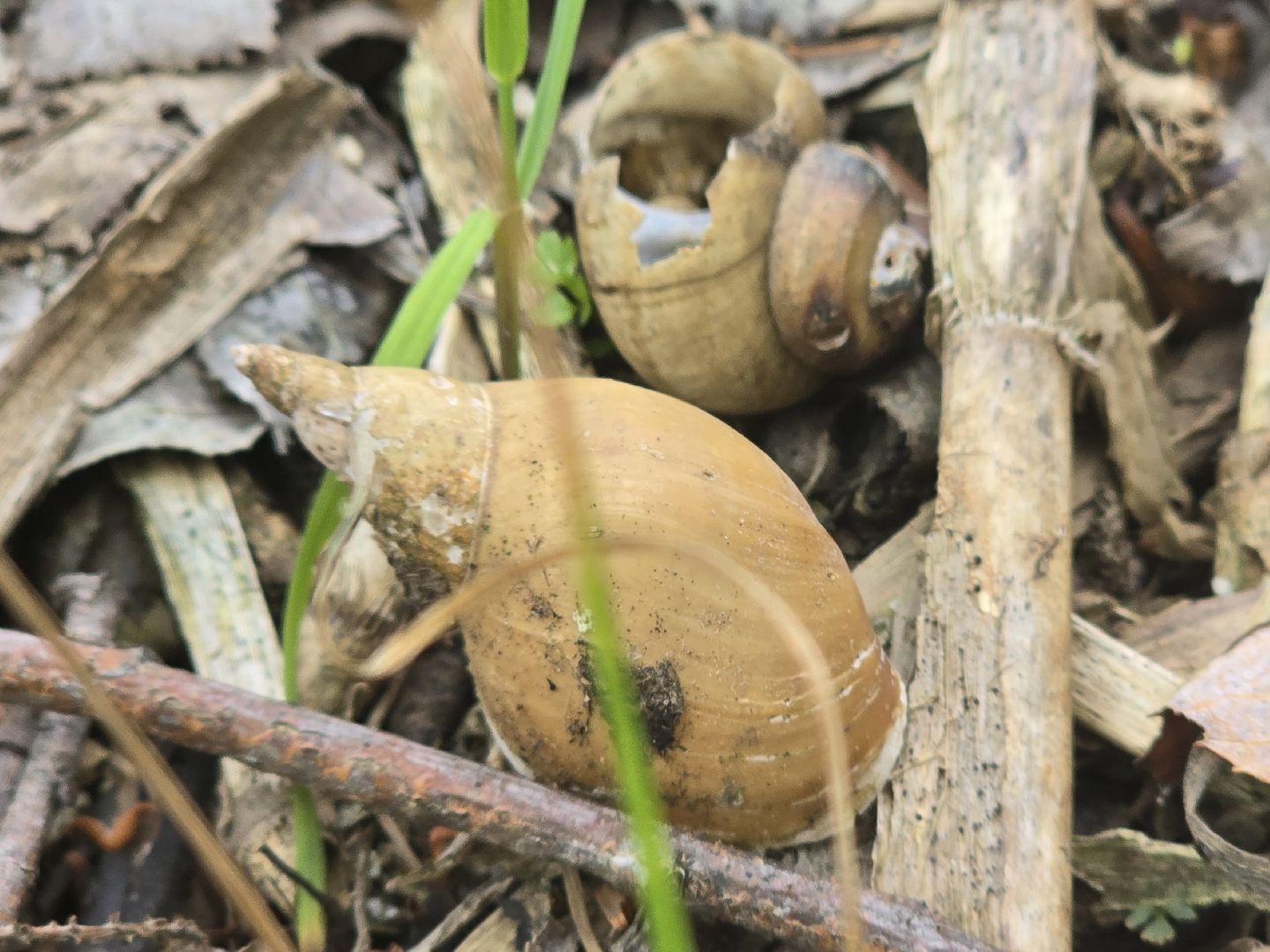 Коломна, 100 прудов и озер, очистка водоемов,