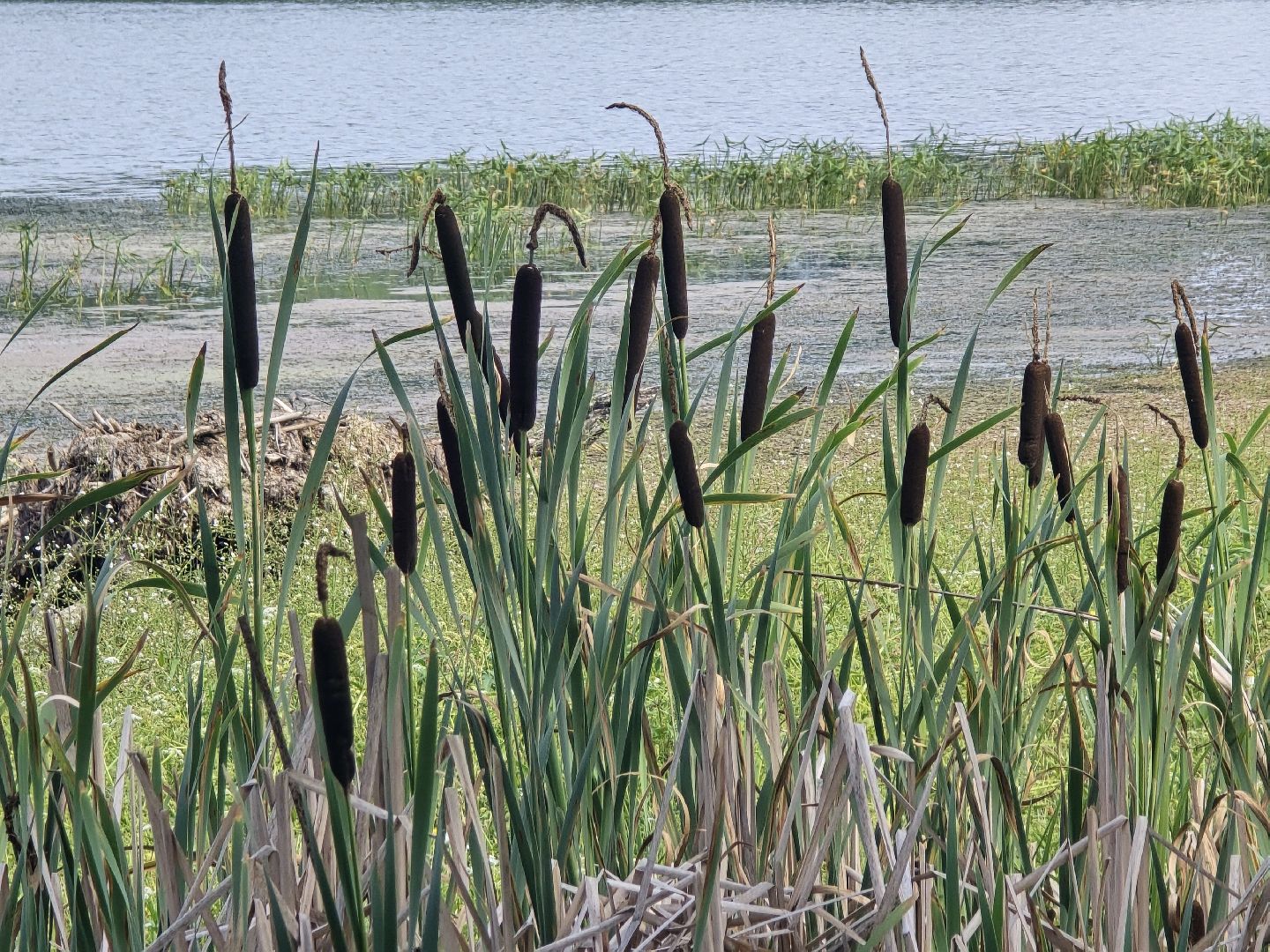 Коломна, 100 прудов и озер, очистка водоемов,