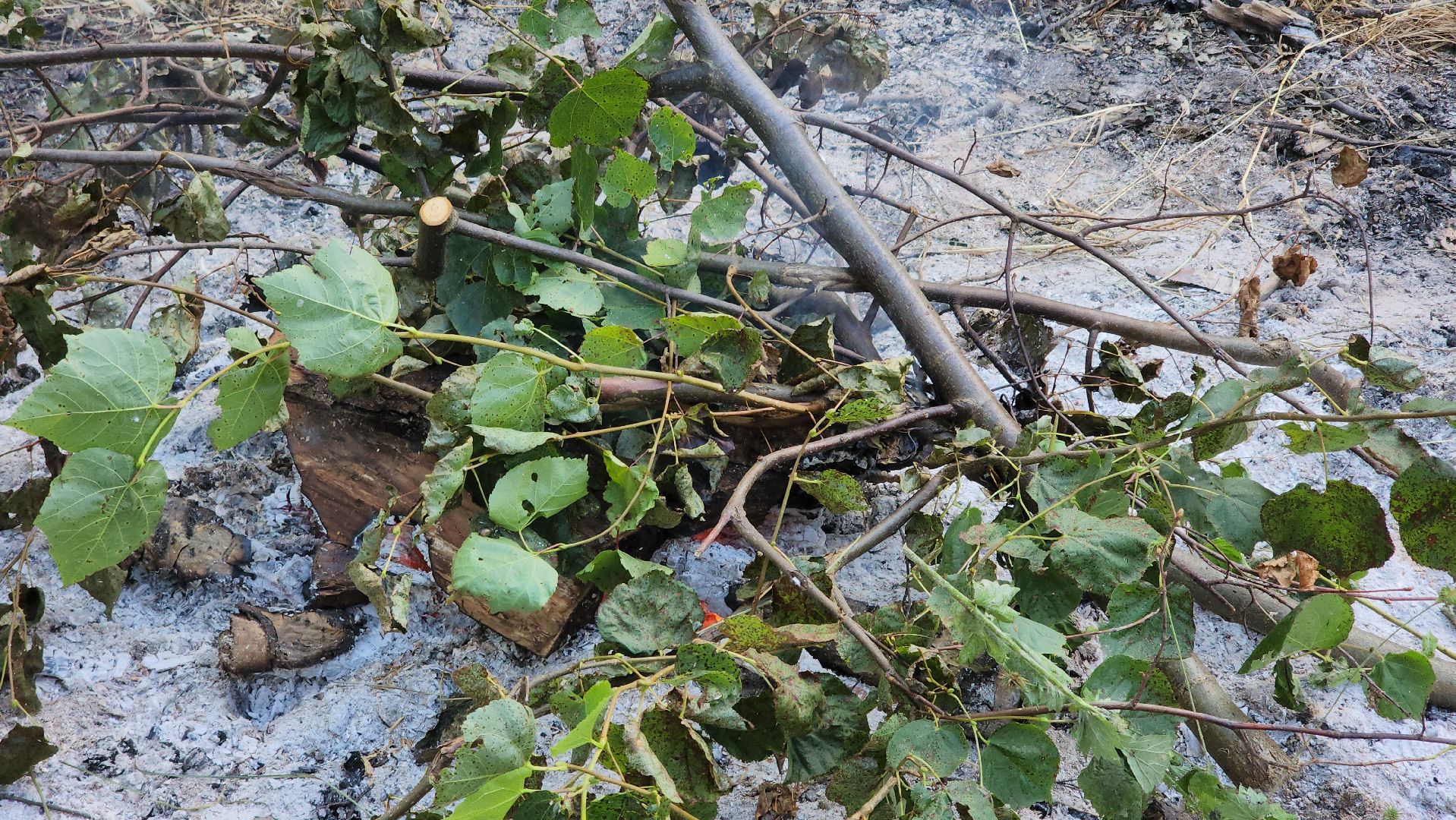 Дача Маяковского , Пушкино , День рождения Маяковского,