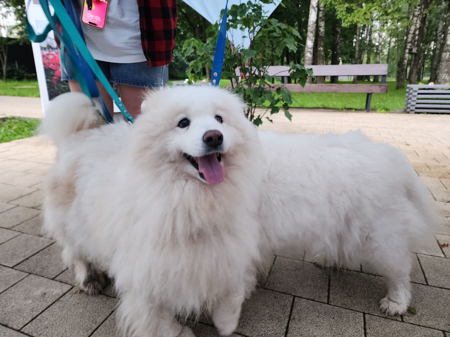 солнечногорск, животные, собаки, помощь , волонтеры ,