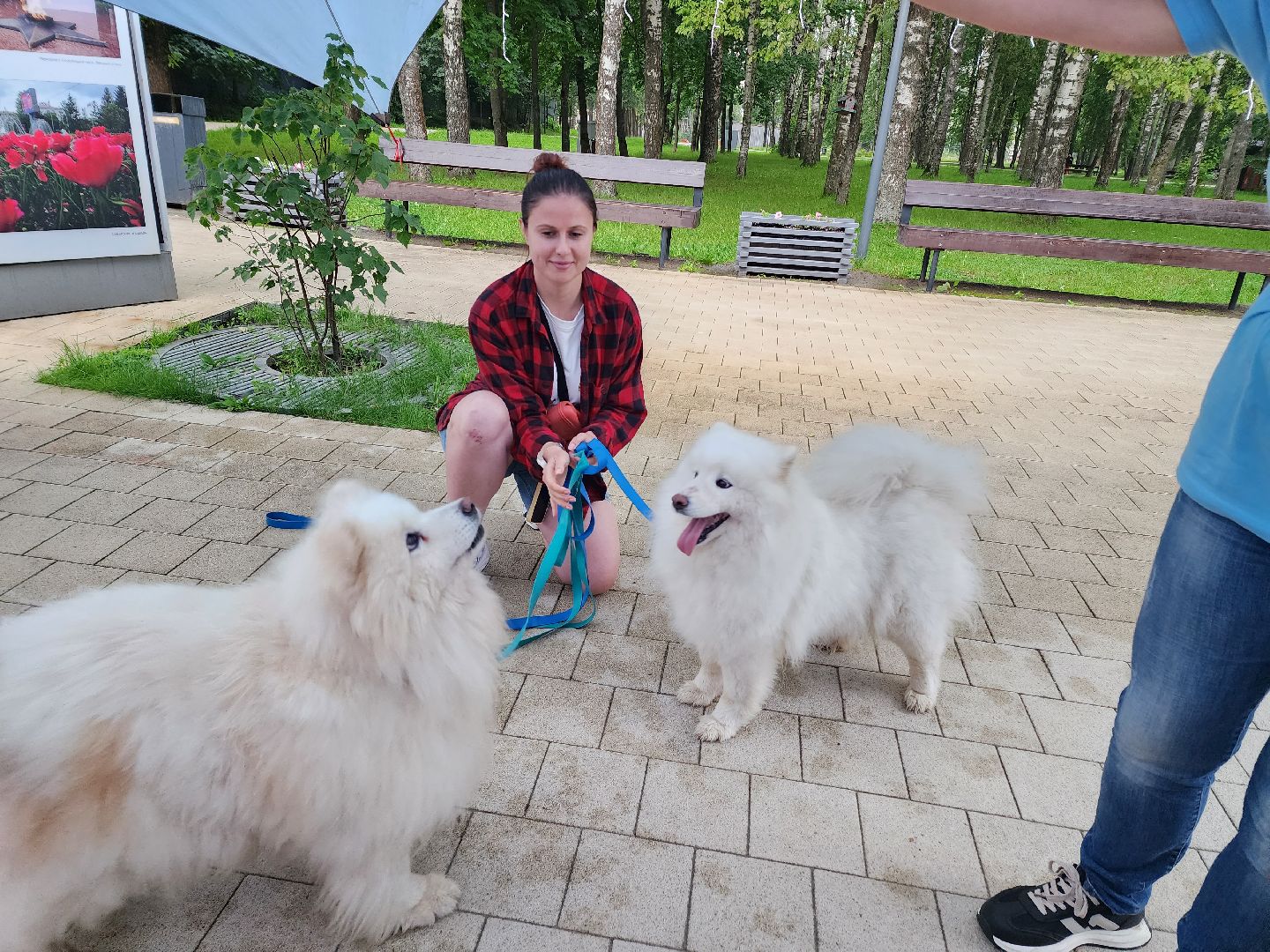 солнечногорск, животные, собаки, помощь , волонтеры ,