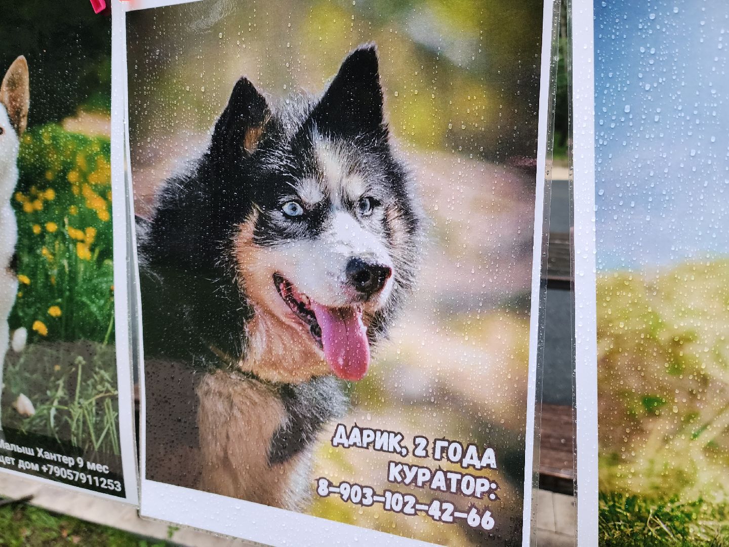 солнечногорск, животные, собаки, помощь , волонтеры ,