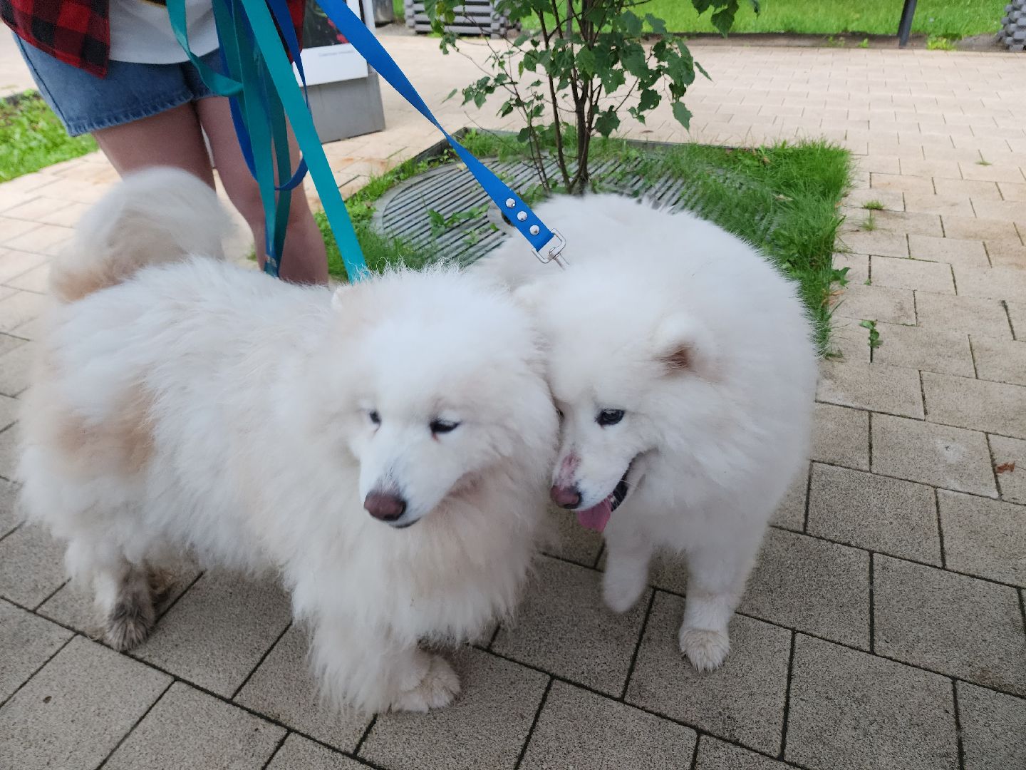 солнечногорск, животные, собаки, помощь , волонтеры ,