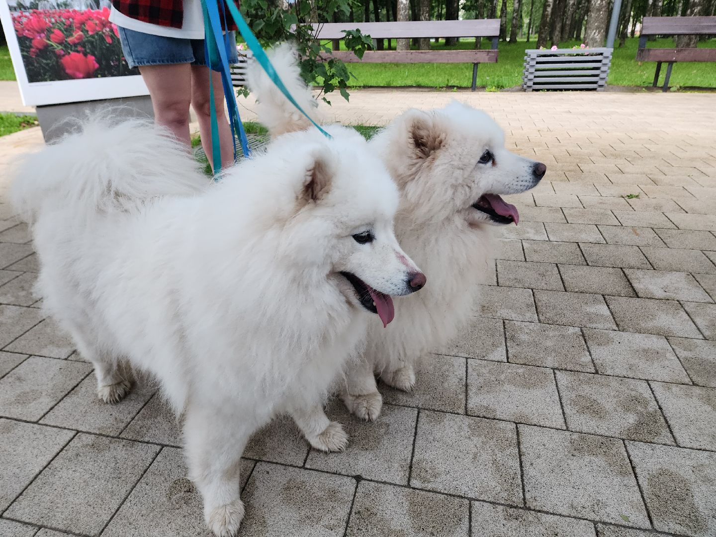 солнечногорск, животные, собаки, помощь , волонтеры ,