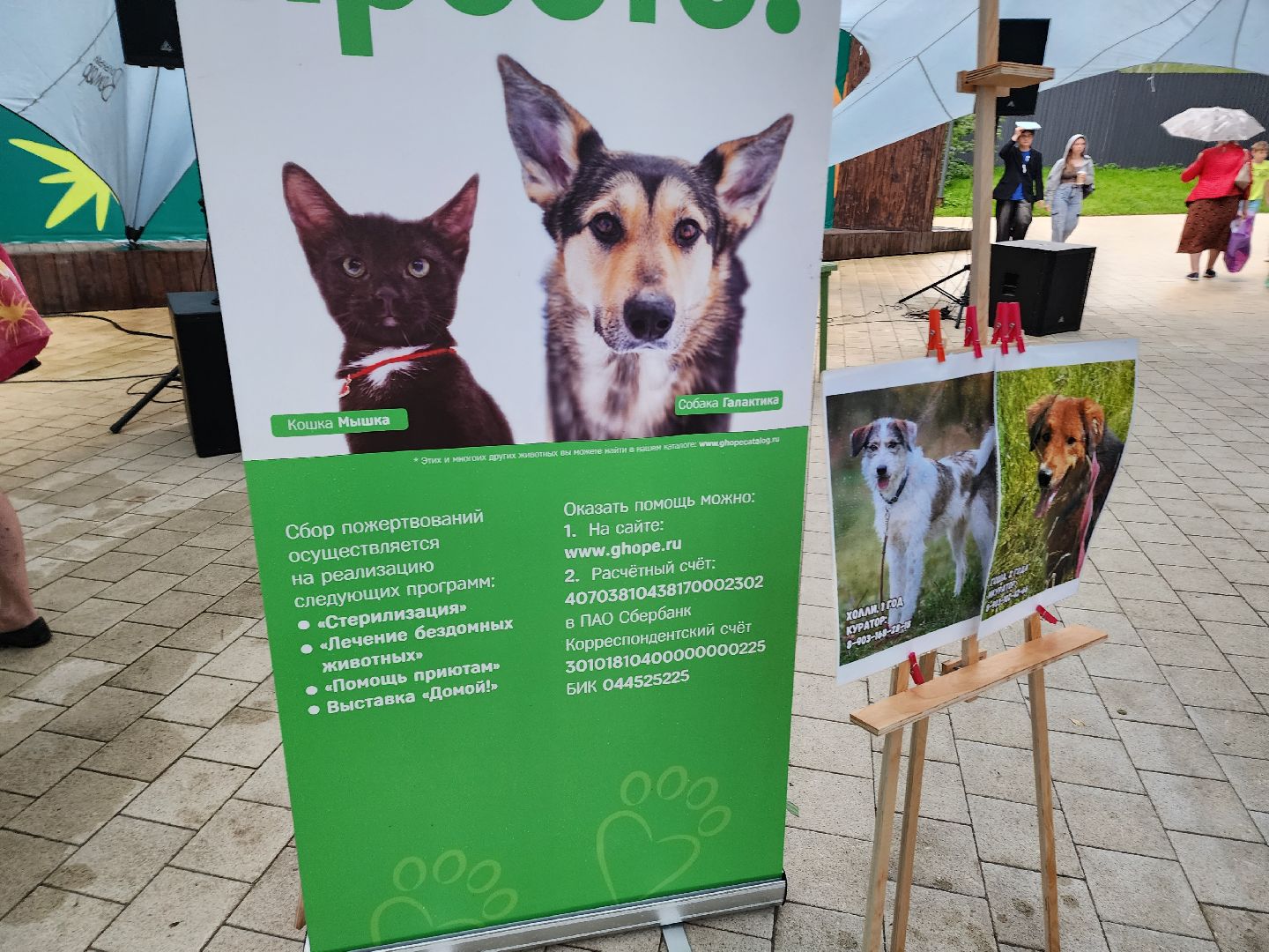 солнечногорск, животные, собаки, помощь , волонтеры ,