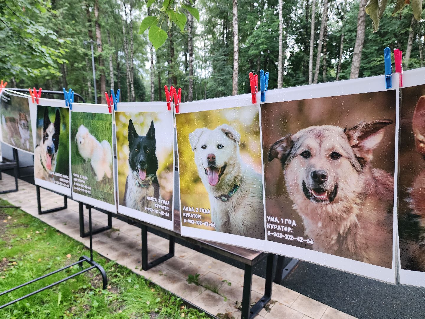 солнечногорск, животные, собаки, помощь , волонтеры ,