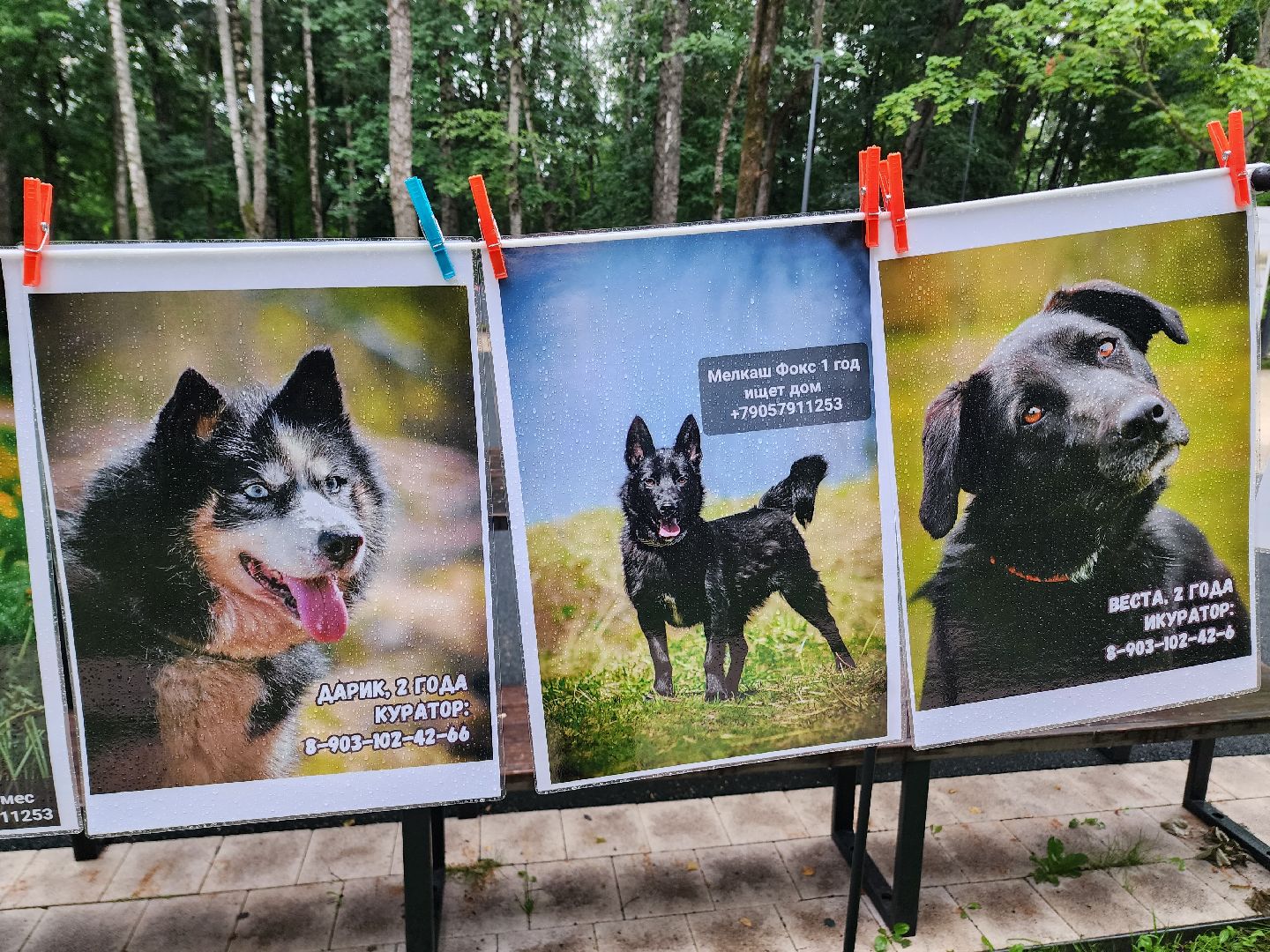 солнечногорск, животные, собаки, помощь , волонтеры ,