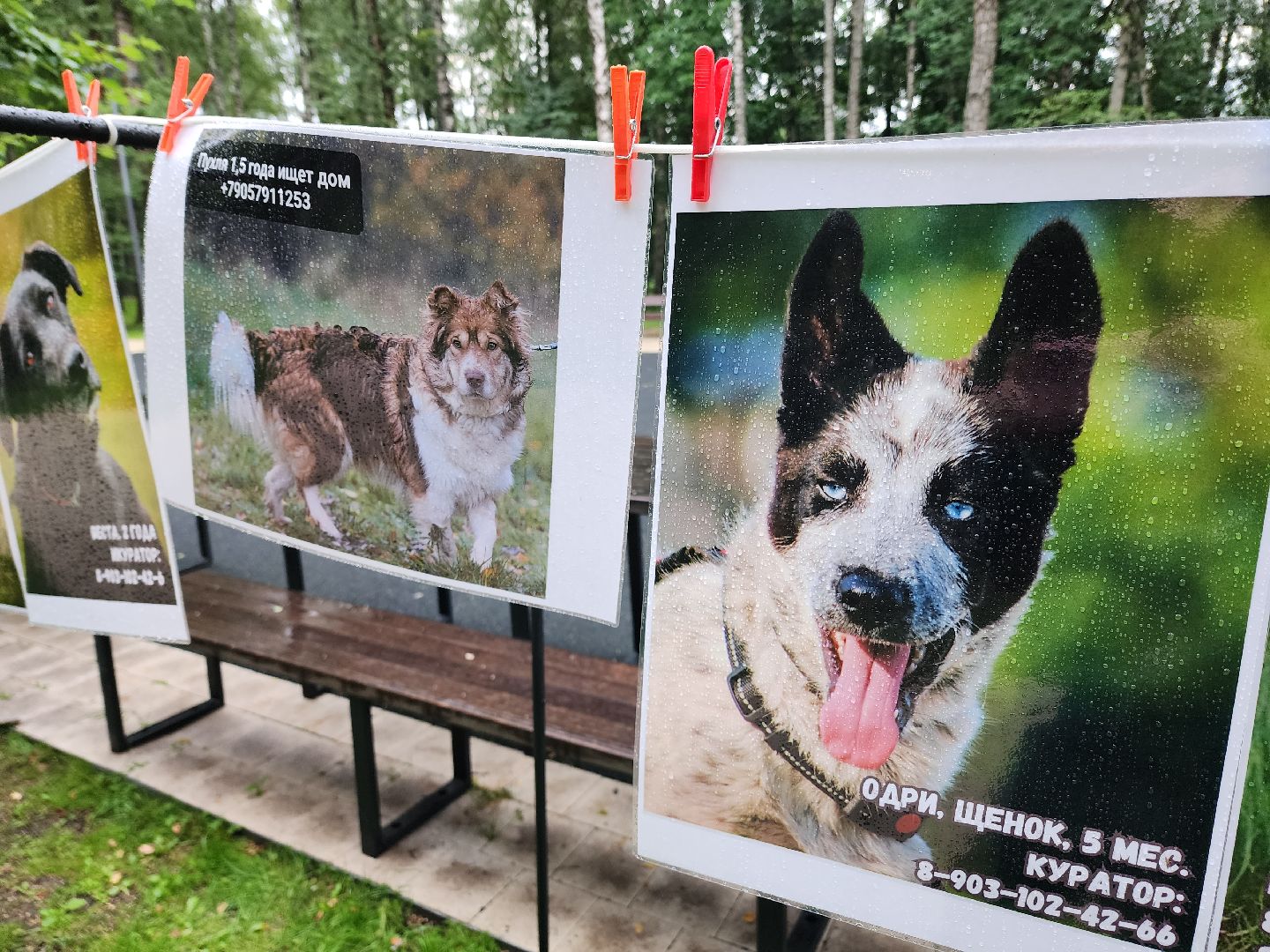 солнечногорск, животные, собаки, помощь , волонтеры ,