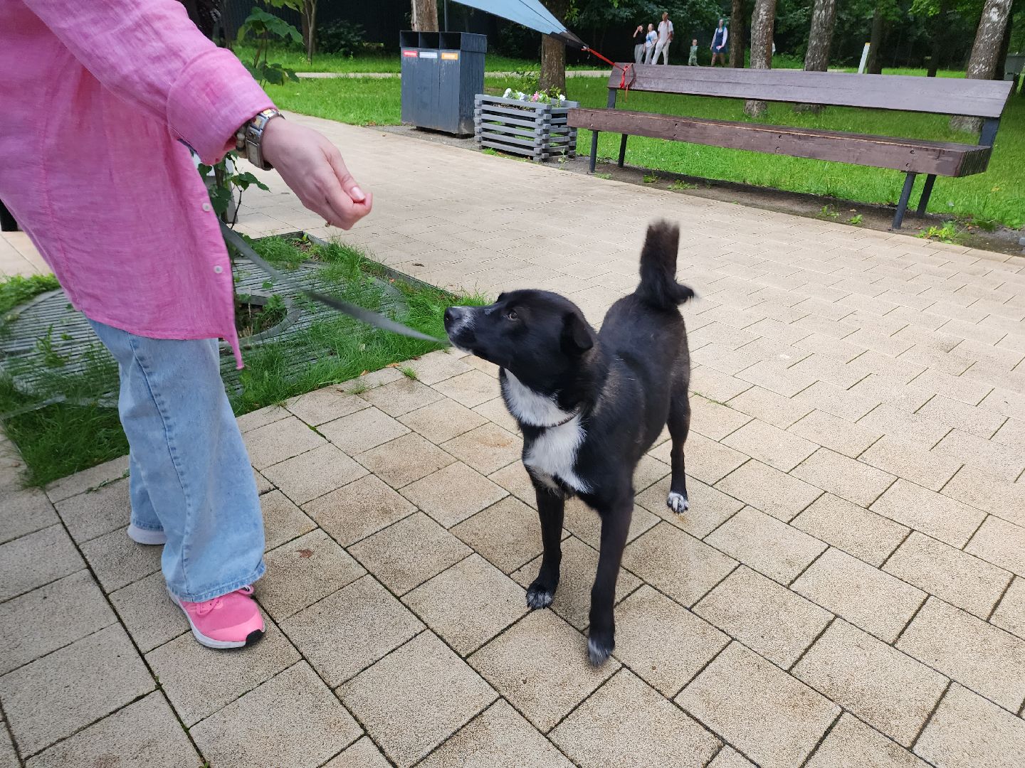 солнечногорск, животные, собаки, помощь , волонтеры ,