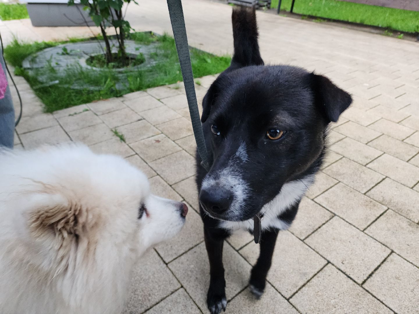 солнечногорск, животные, собаки, помощь , волонтеры ,