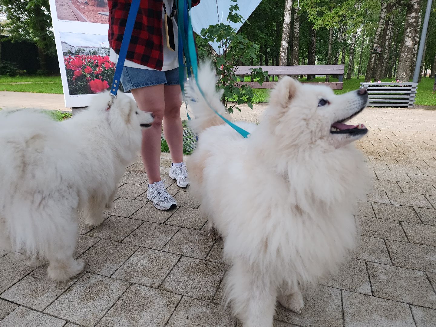 солнечногорск, животные, собаки, помощь , волонтеры ,