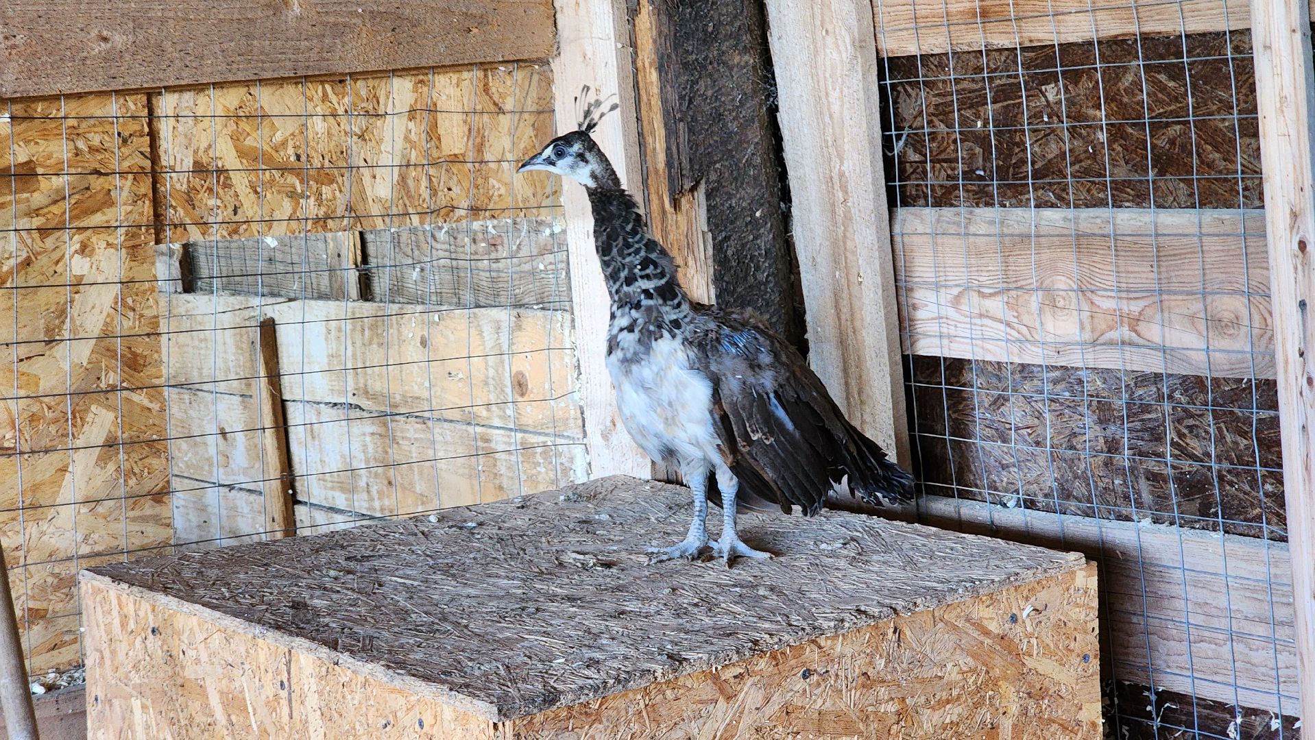 Руза, Павлины, рузская аляска, Туризм , хаски-деревня,