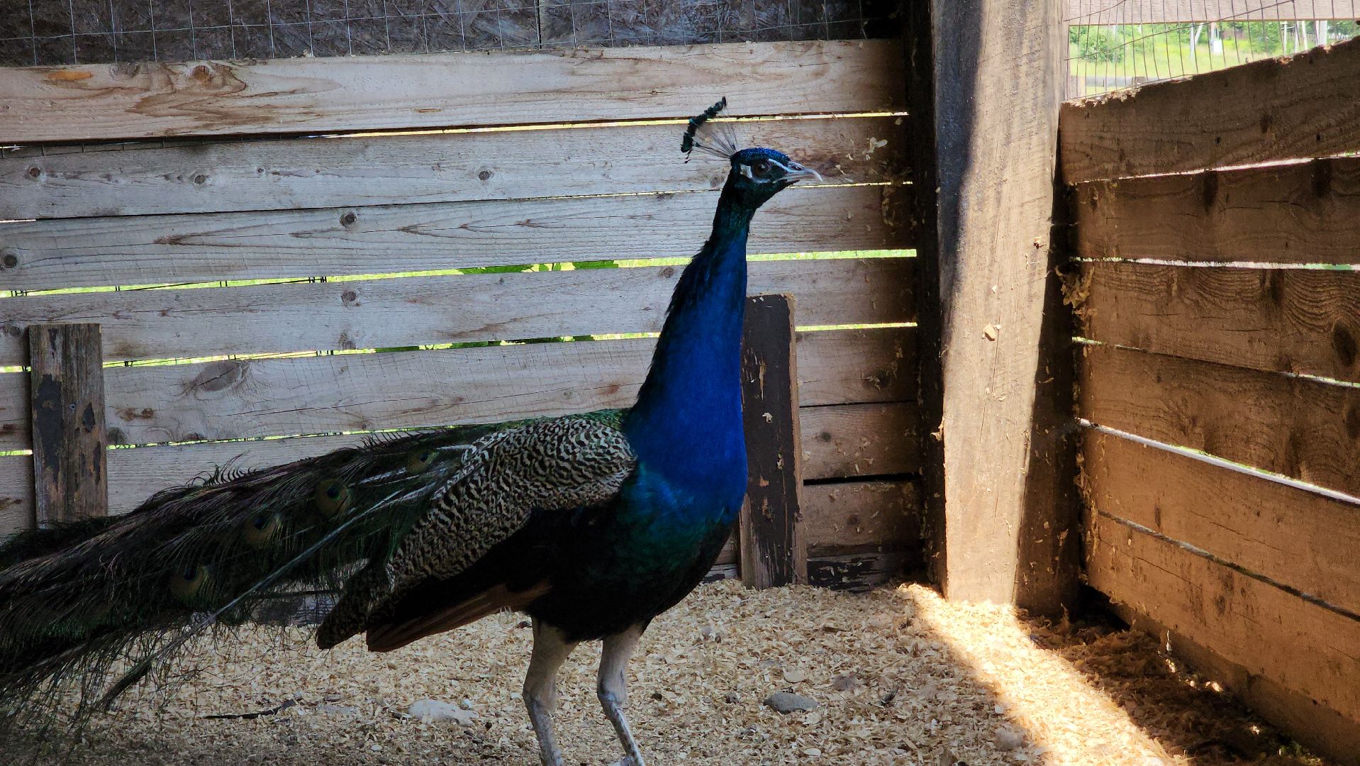 Руза, Павлины, рузская аляска, Туризм , хаски-деревня,