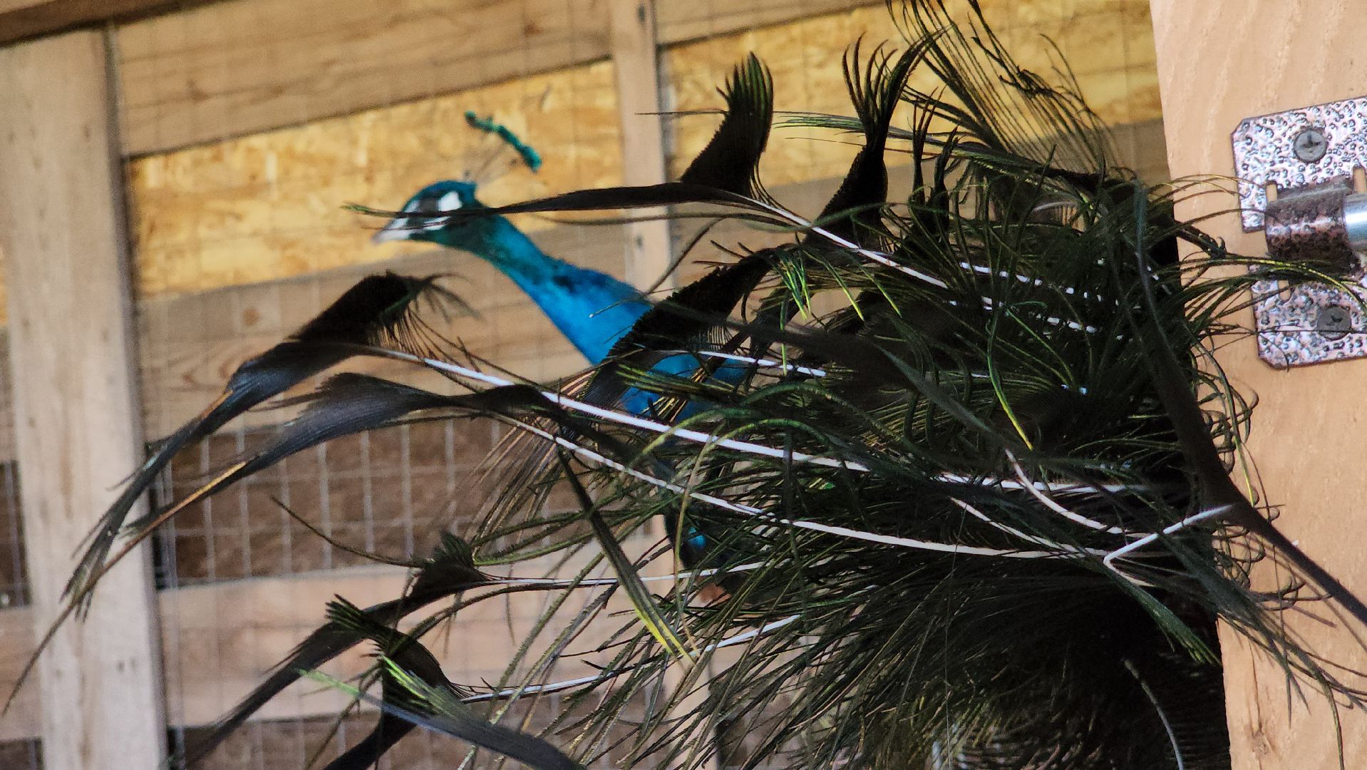 Руза, Павлины, рузская аляска, Туризм , хаски-деревня,