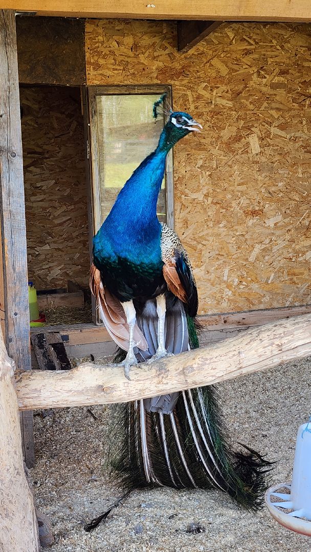 Руза, Павлины, рузская аляска, Туризм , хаски-деревня,