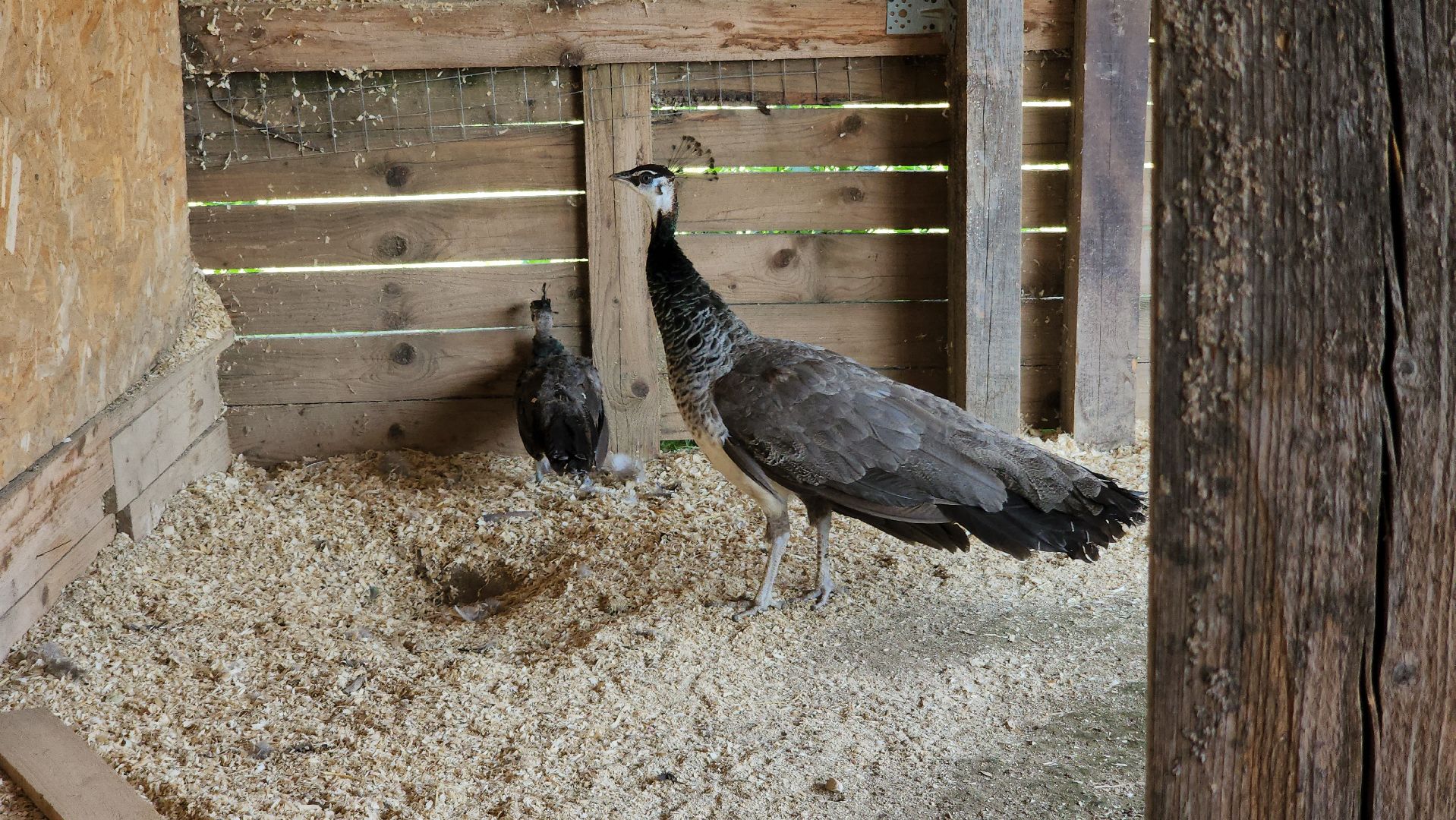 Руза, Павлины, рузская аляска, Туризм , хаски-деревня,