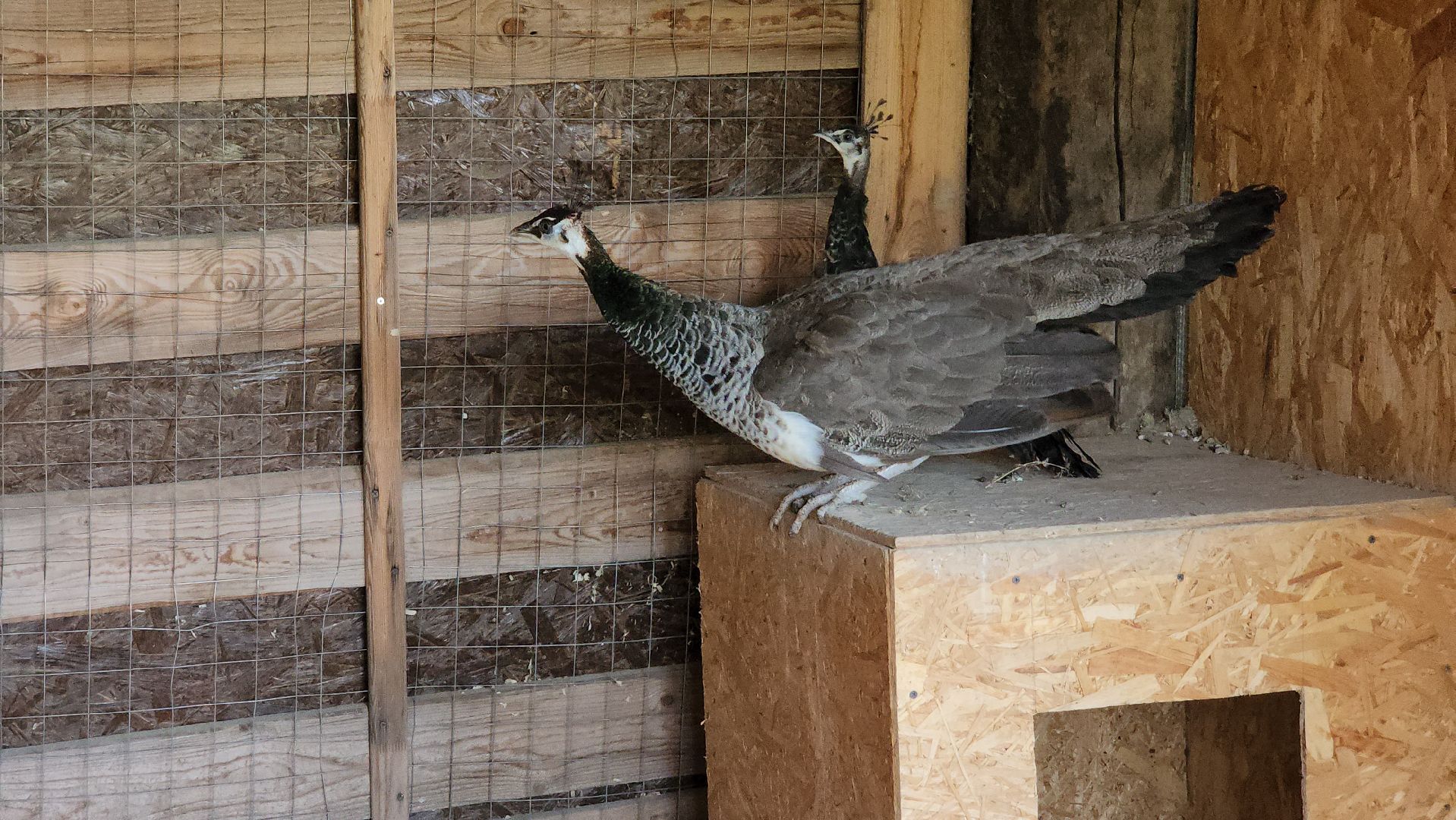 Руза, Павлины, рузская аляска, Туризм , хаски-деревня,