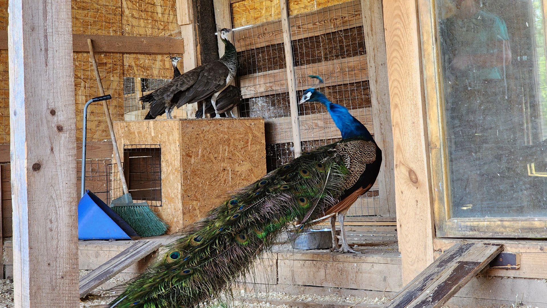 Руза, Павлины, рузская аляска, Туризм , хаски-деревня,