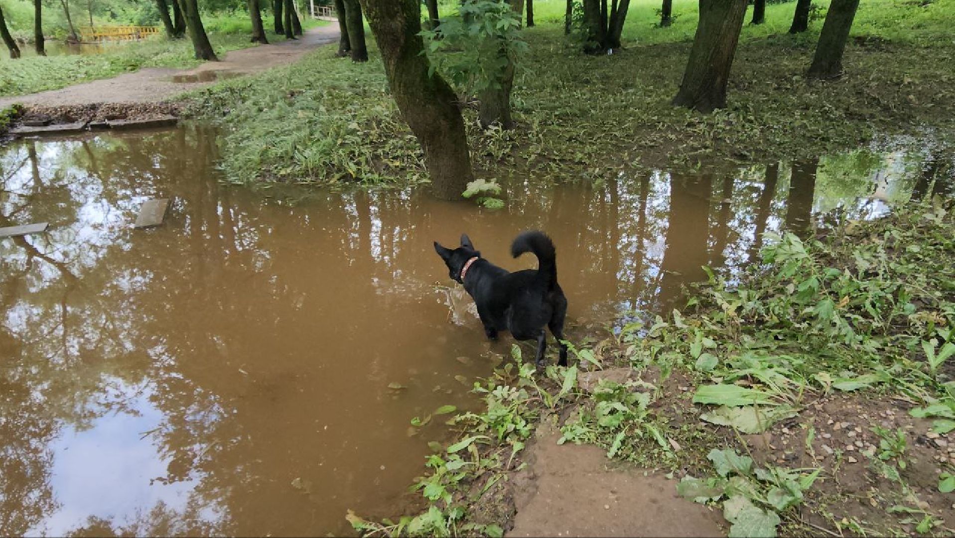 Истра, Парк, Река, Осадки ,