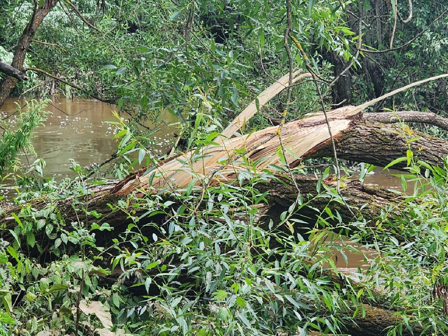 Истра, Парк, Река, Осадки ,