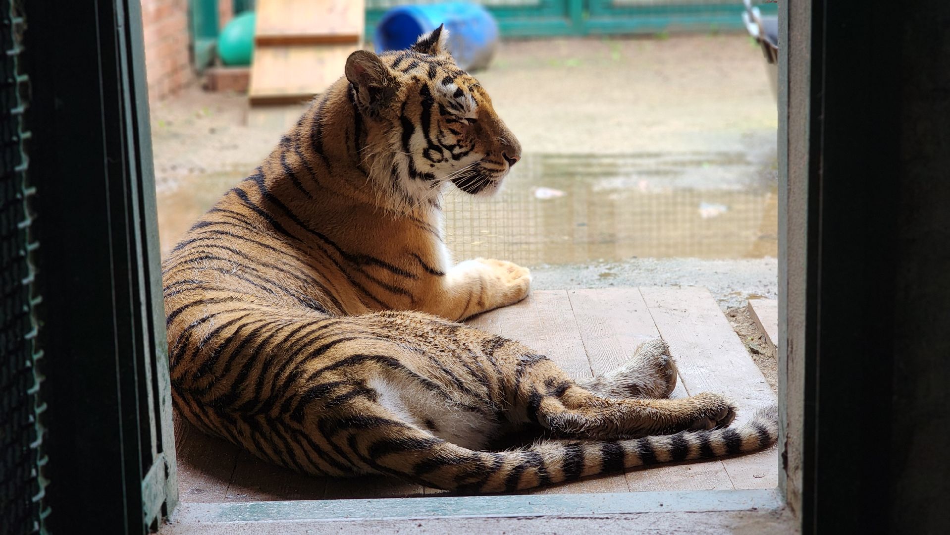 волоколамск,день тигра,центр воспроизводства редких видов животных,
