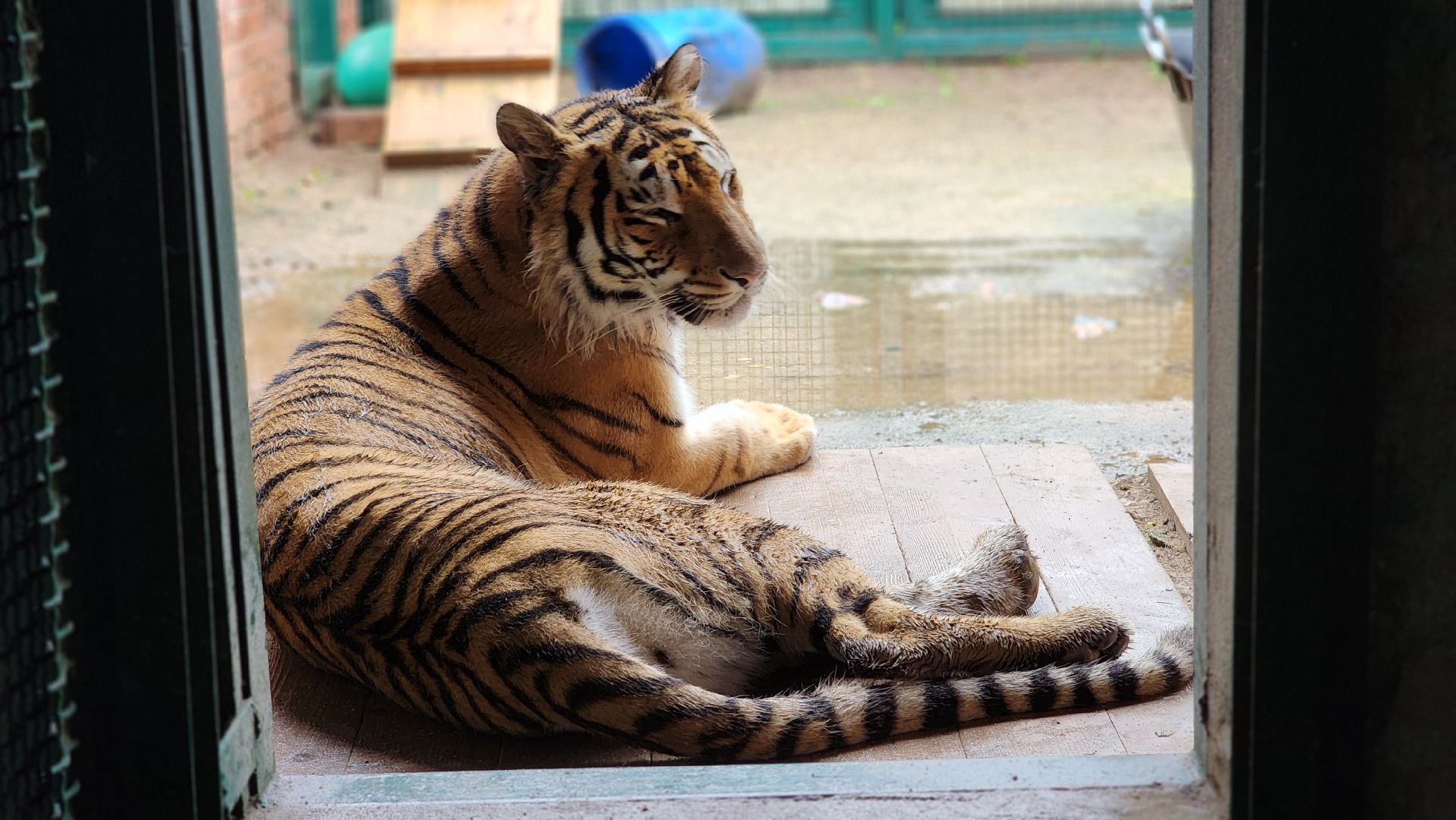волоколамск,день тигра,центр воспроизводства редких видов животных,