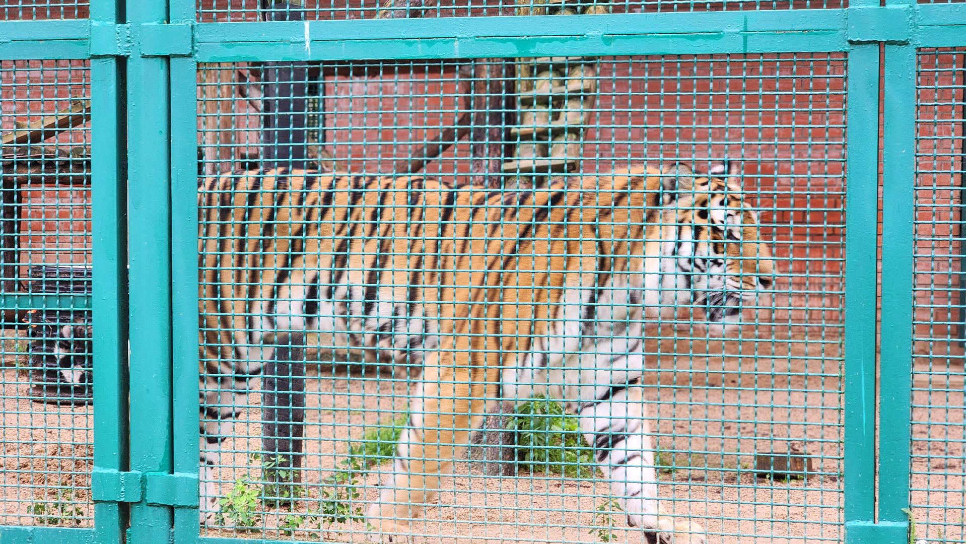 волоколамск,день тигра,центр воспроизводства редких видов животных,