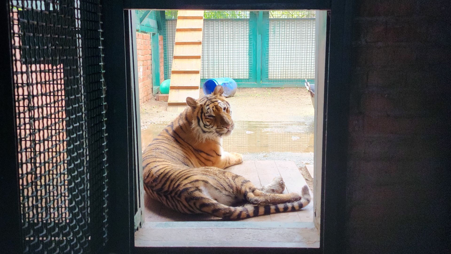волоколамск,день тигра,центр воспроизводства редких видов животных,