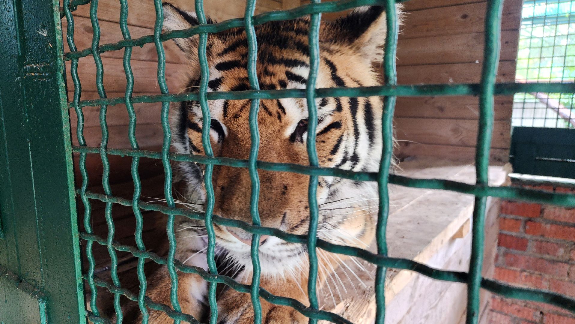 волоколамск,день тигра,центр воспроизводства редких видов животных,