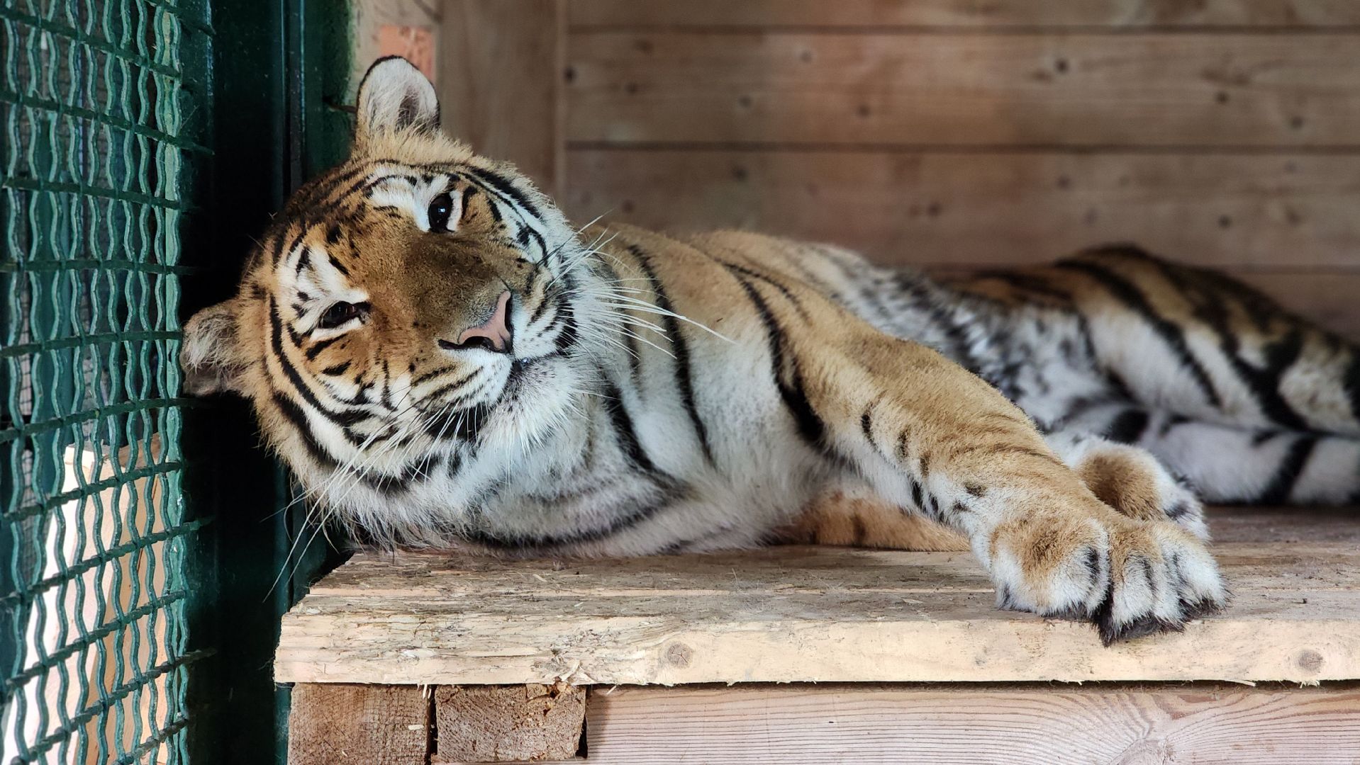 волоколамск,день тигра,центр воспроизводства редких видов животных,