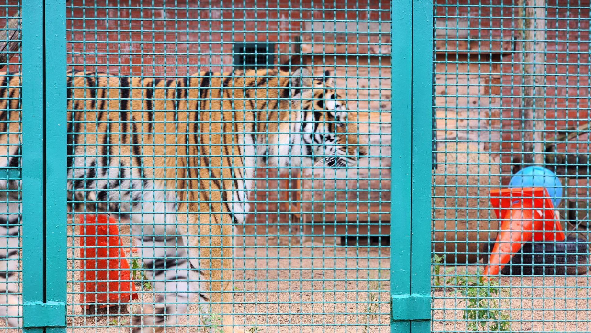 волоколамск,день тигра,центр воспроизводства редких видов животных,