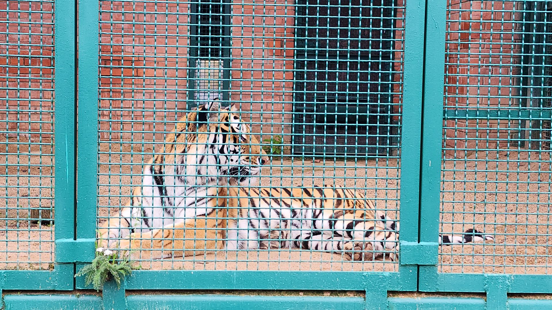 волоколамск,день тигра,центр воспроизводства редких видов животных,