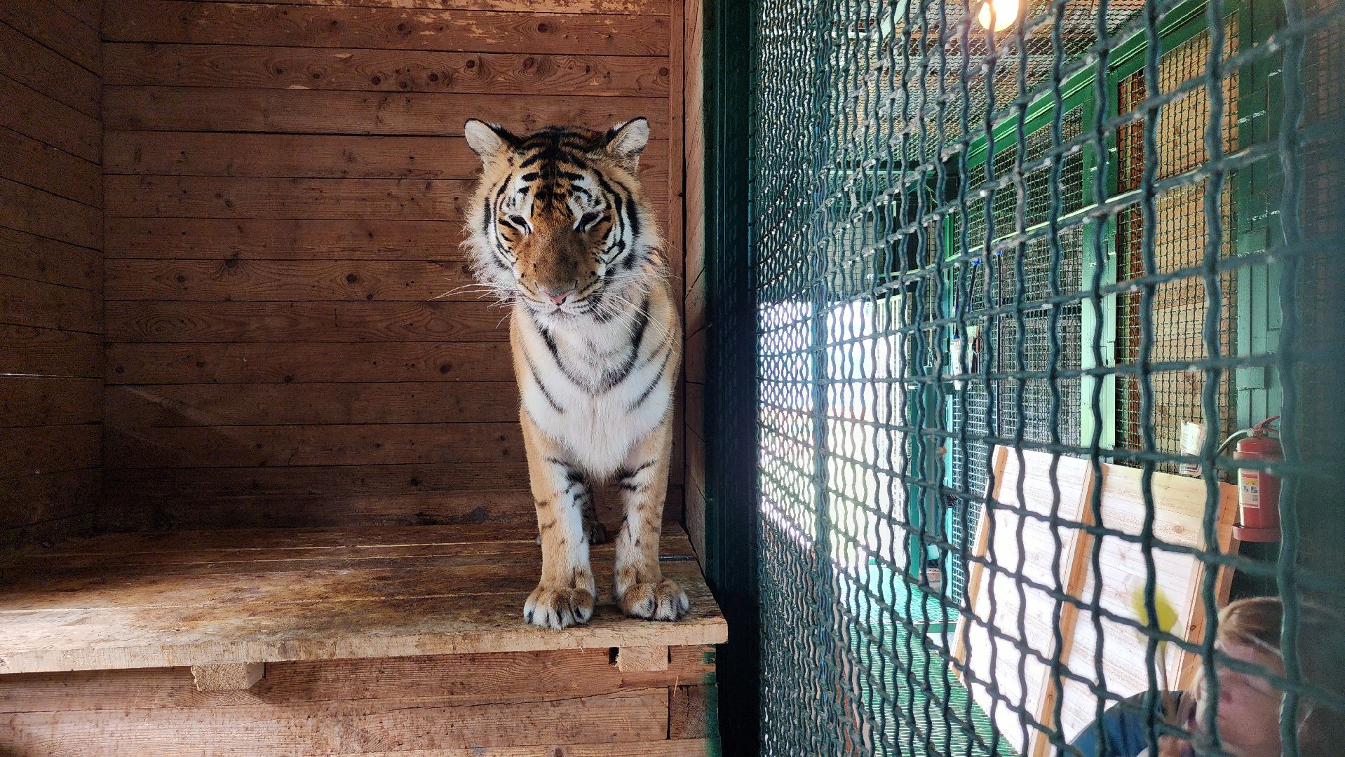 волоколамск,день тигра,центр воспроизводства редких видов животных,
