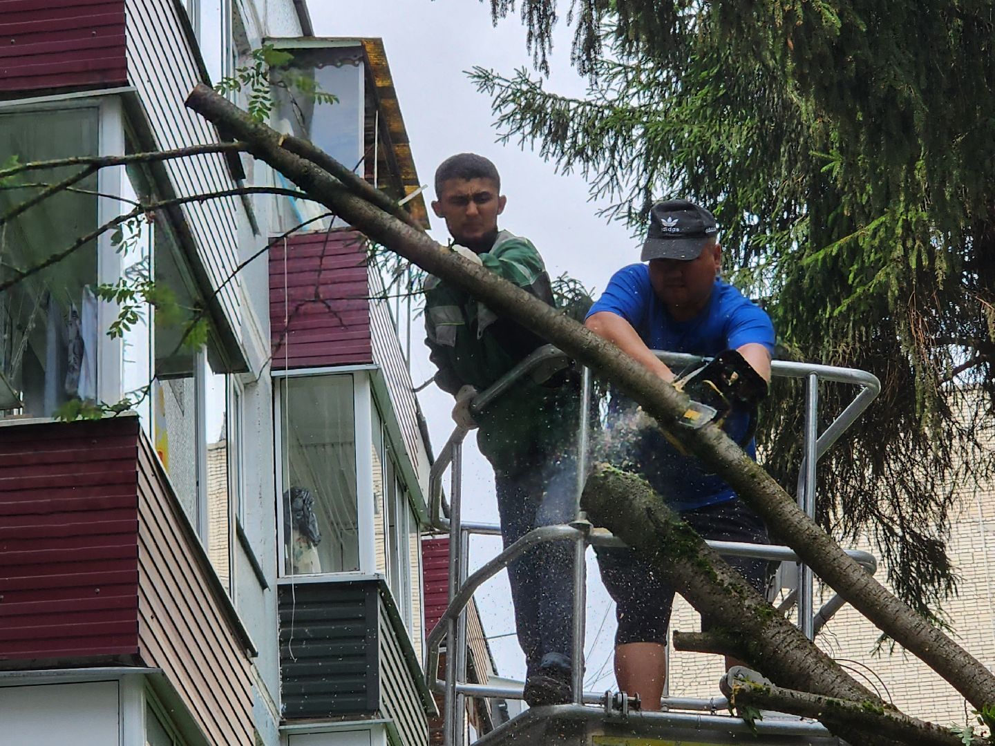 чехов,вокзальная площадь 2, опиловка деревьев, удаление аварийных деревьев, содержание придомовой территории, уборка веток, содержание двора, мбу чеховское благоустройство, заявки жителей, обращения граждан, добродел,