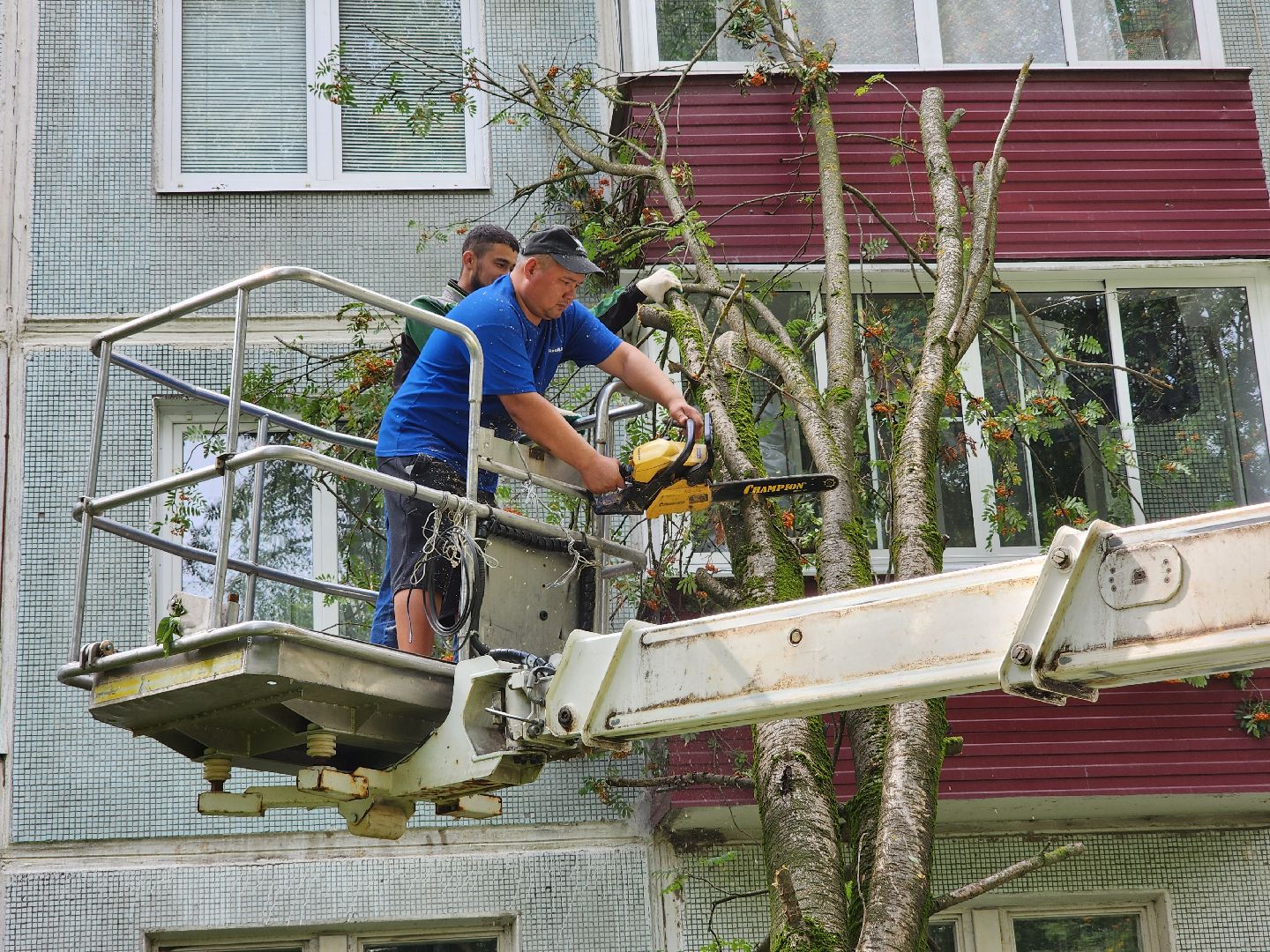 чехов,вокзальная площадь 2, опиловка деревьев, удаление аварийных деревьев, содержание придомовой территории, уборка веток, содержание двора, мбу чеховское благоустройство, заявки жителей, обращения граждан, добродел,