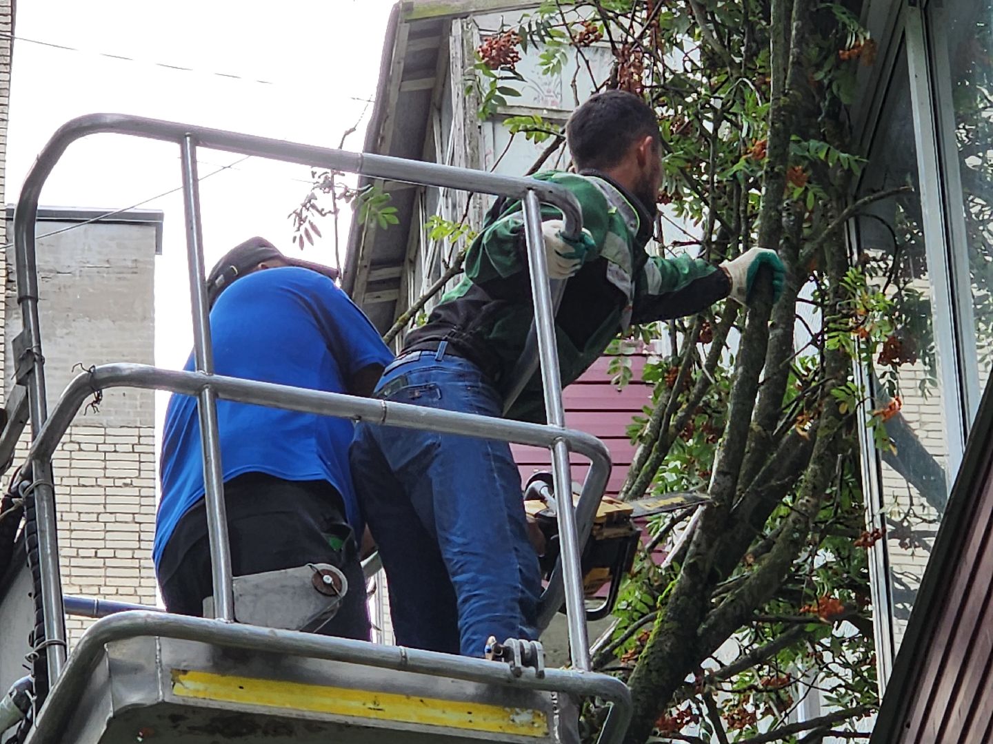 чехов,вокзальная площадь 2, опиловка деревьев, удаление аварийных деревьев, содержание придомовой территории, уборка веток, содержание двора, мбу чеховское благоустройство, заявки жителей, обращения граждан, добродел,