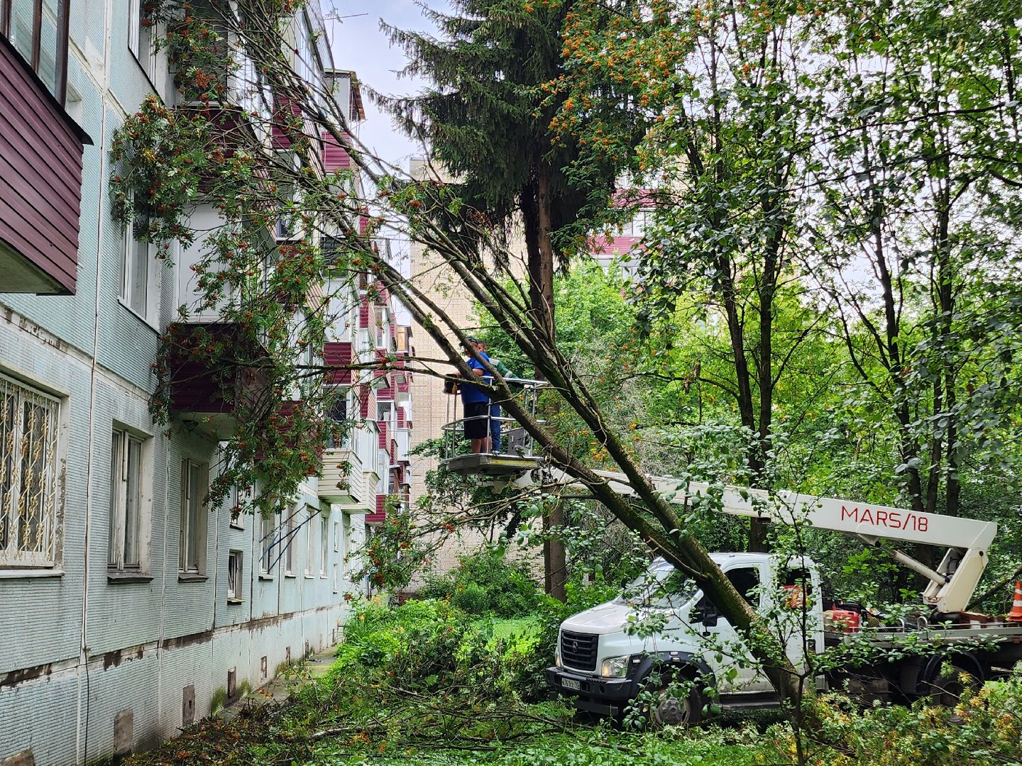 чехов,вокзальная площадь 2, опиловка деревьев, удаление аварийных деревьев, содержание придомовой территории, уборка веток, содержание двора, мбу чеховское благоустройство, заявки жителей, обращения граждан, добродел,