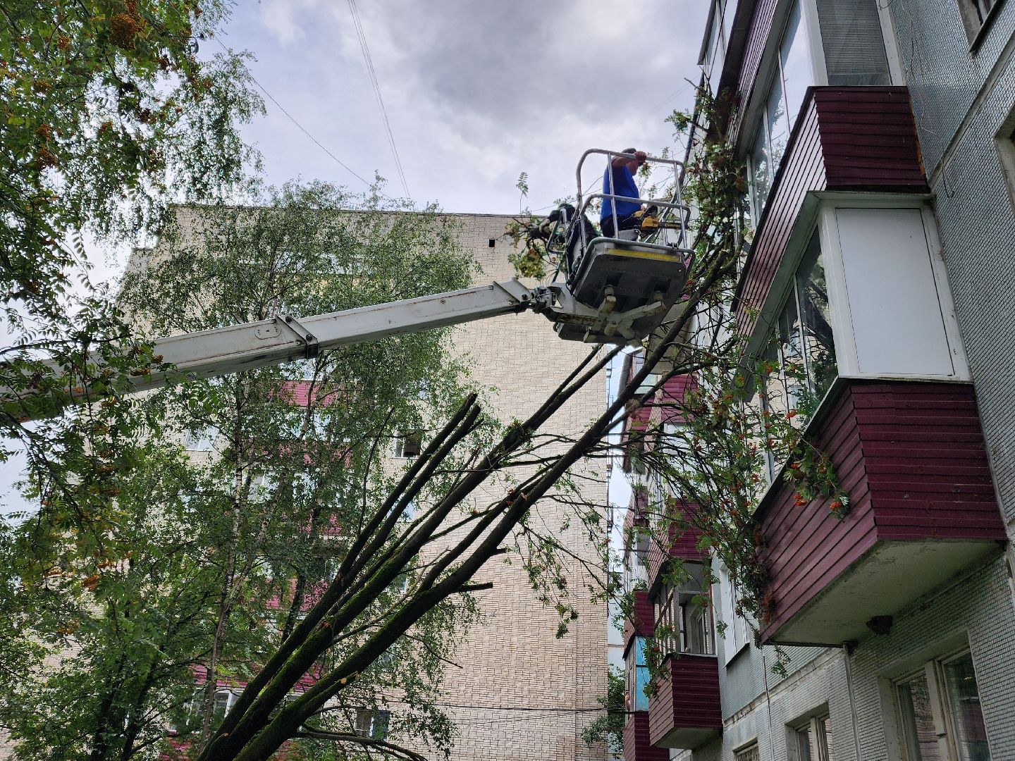 чехов,вокзальная площадь 2, опиловка деревьев, удаление аварийных деревьев, содержание придомовой территории, уборка веток, содержание двора, мбу чеховское благоустройство, заявки жителей, обращения граждан, добродел,