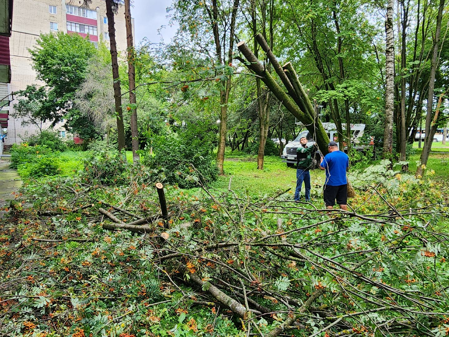 чехов,вокзальная площадь 2, опиловка деревьев, удаление аварийных деревьев, содержание придомовой территории, уборка веток, содержание двора, мбу чеховское благоустройство, заявки жителей, обращения граждан, добродел,