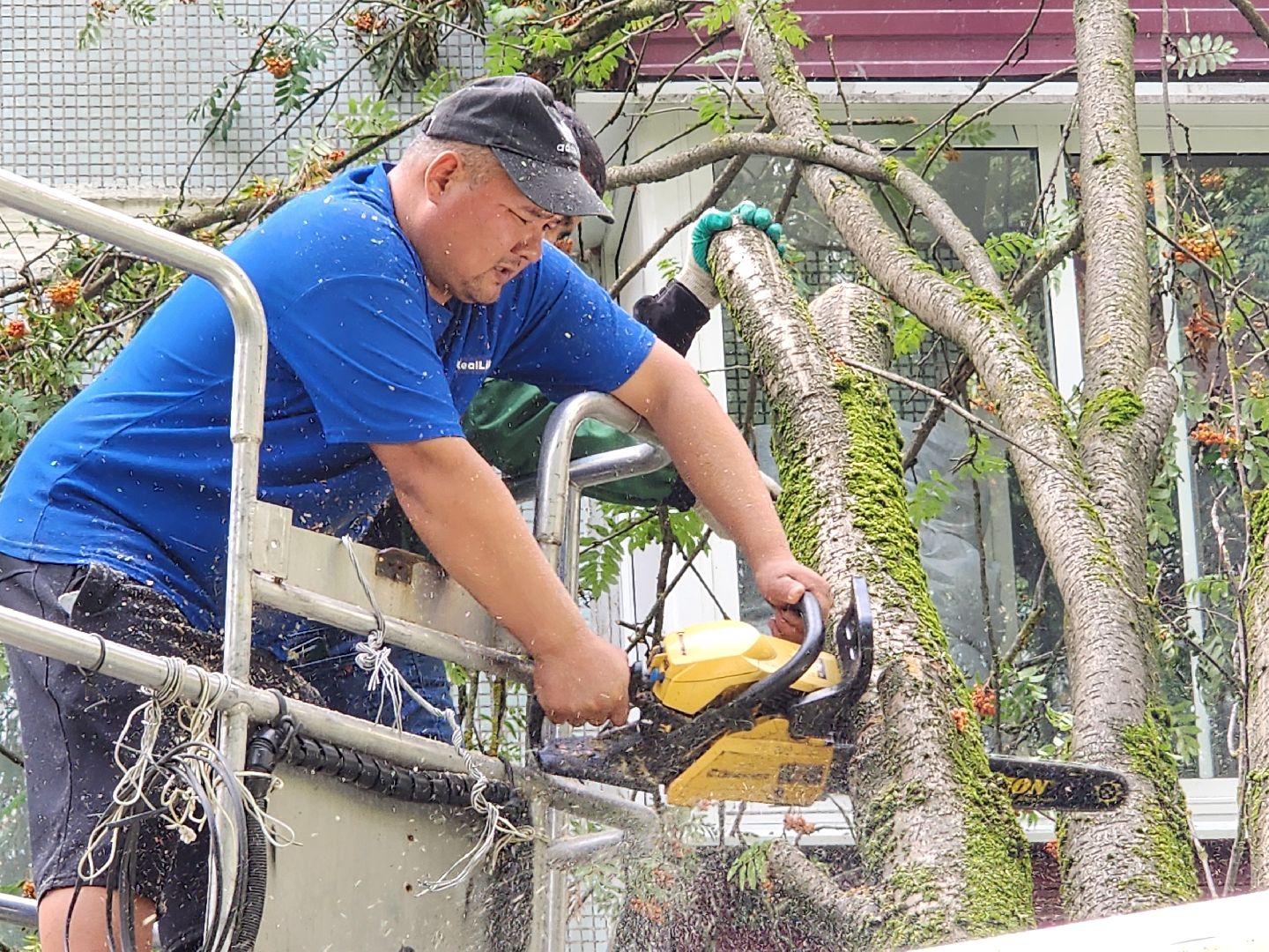 чехов,вокзальная площадь 2, опиловка деревьев, удаление аварийных деревьев, содержание придомовой территории, уборка веток, содержание двора, мбу чеховское благоустройство, заявки жителей, обращения граждан, добродел,