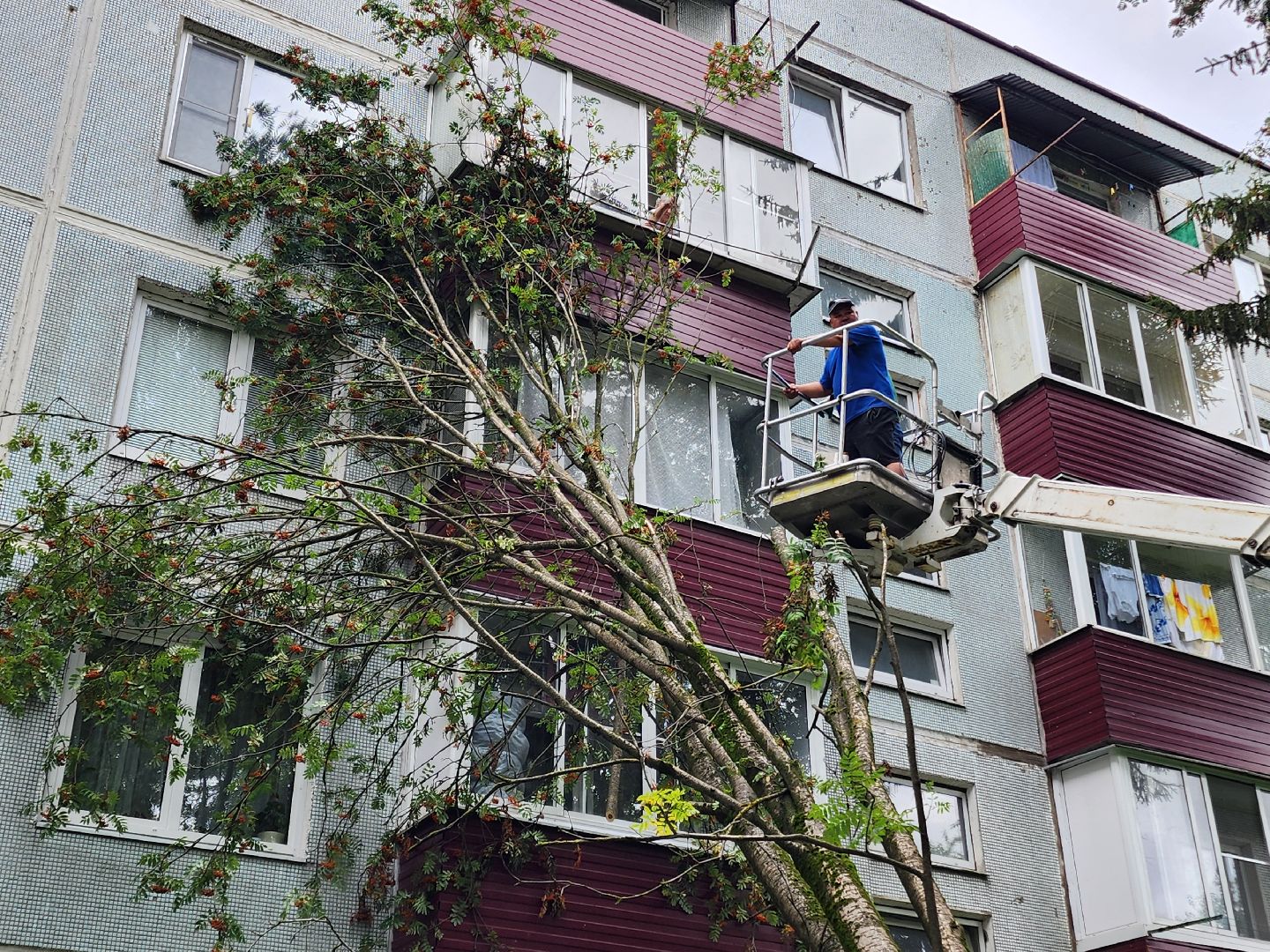 чехов,вокзальная площадь 2, опиловка деревьев, удаление аварийных деревьев, содержание придомовой территории, уборка веток, содержание двора, мбу чеховское благоустройство, заявки жителей, обращения граждан, добродел,